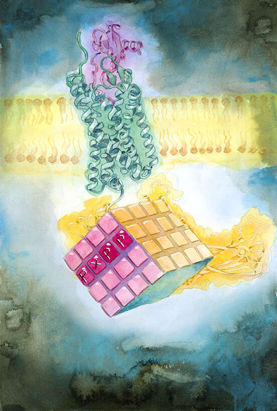 Illustration showing a receptor protein (blue) with a specific recognition pattern (pink) 