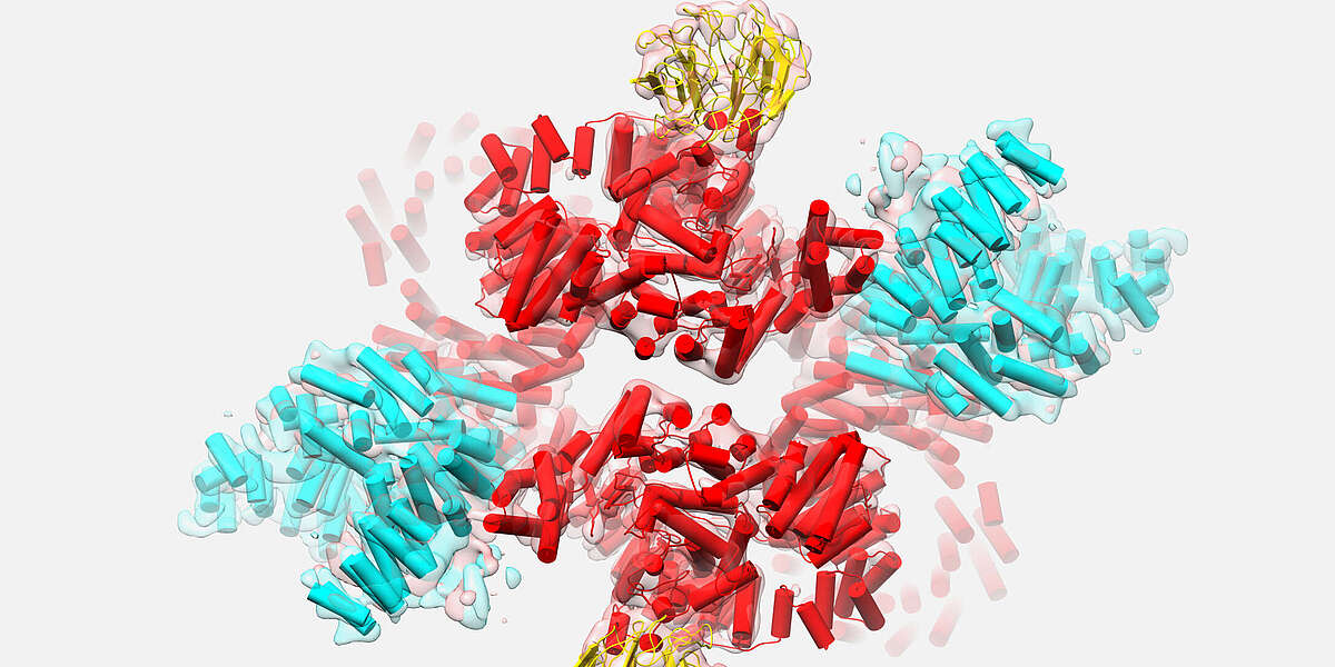 Architecture of cellular control center mTORC2 elucidated - Biozentrum