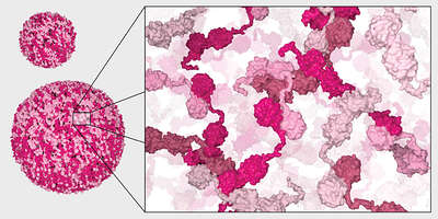 [Translate to Deutsch:] Model of chaperone droplet formation.