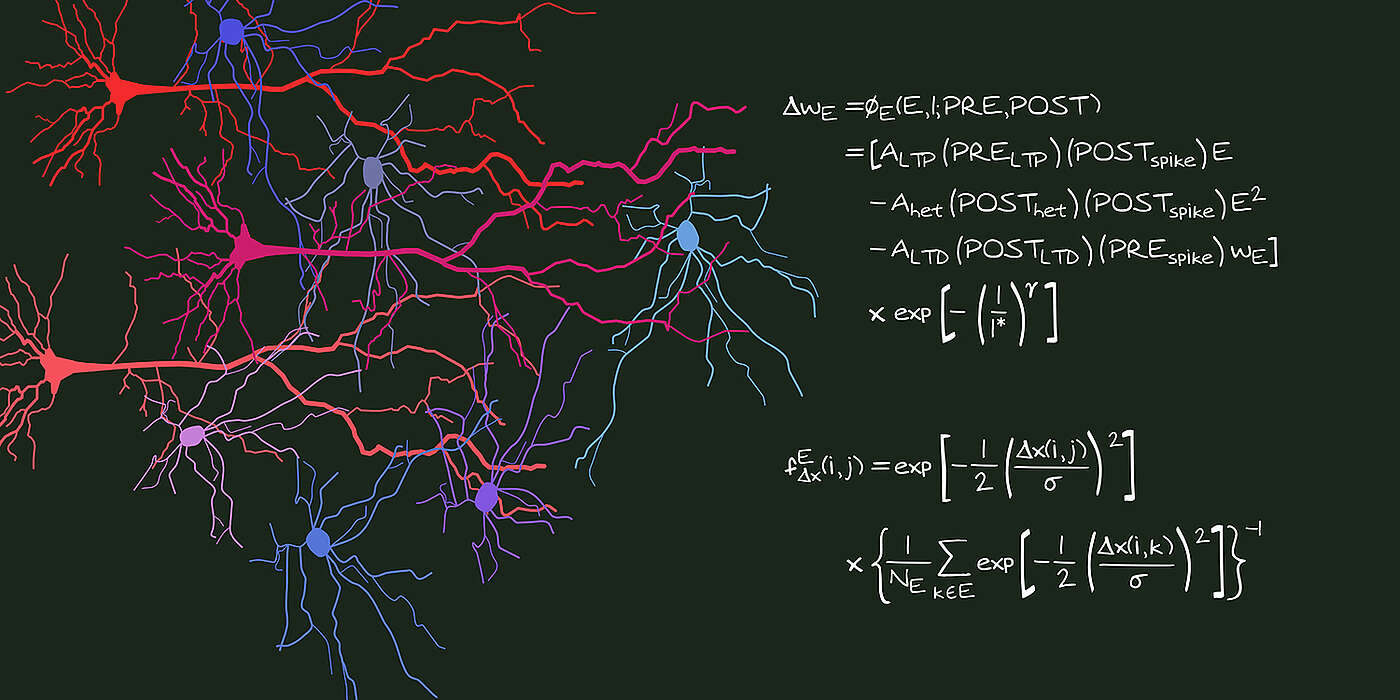 A math model reveals how interactions between neighboring synapses shape learning and memory