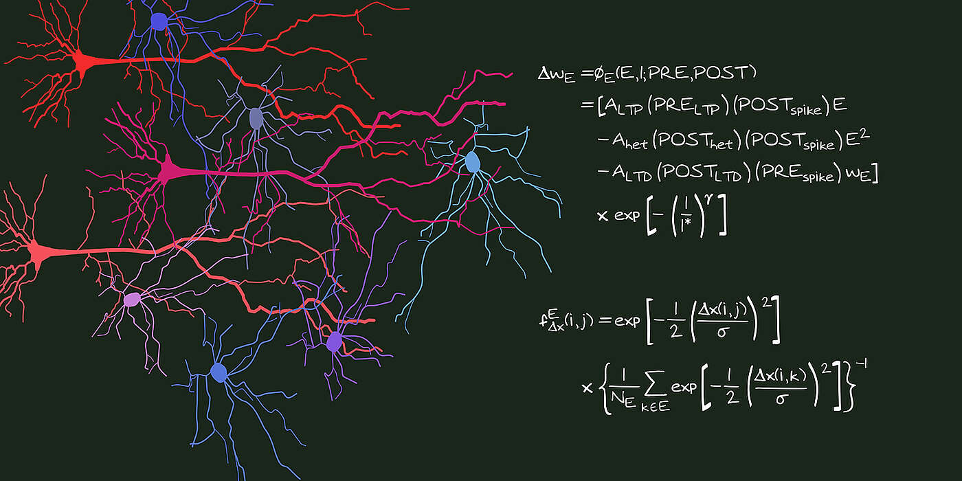 Ein mathematisches Modell zeigt, wie sich Interaktionen zwischen Synapsen auf Lernen und Gedächtnis auswirken. 