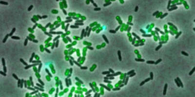 Aggressor bacteria such as Acinetobacter baylyi (green) can rarely kill Pseudomonas aeruginosa (live cells in black, dying cells in cyan).