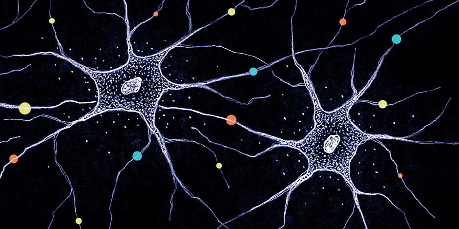 Diversity in the brain – How millions of neurons become unique - Biozentrum