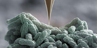 Bakterien wehren sich mit Nano-Harpunen, wenn man sie mit einer «Nadel» sticht.