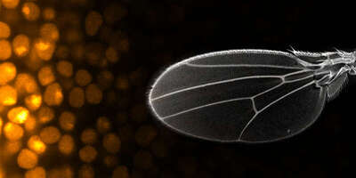 Drosophila wing