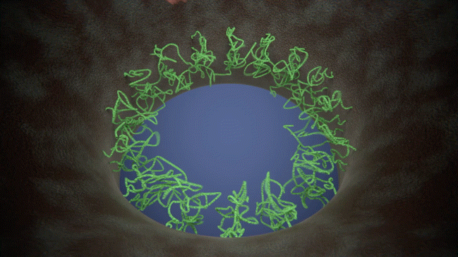 In situ-Modell der Transportbarriere des Kernporenkomplexes. (FG-Nups (grün), frachttragende Transportfaktoren (pink))