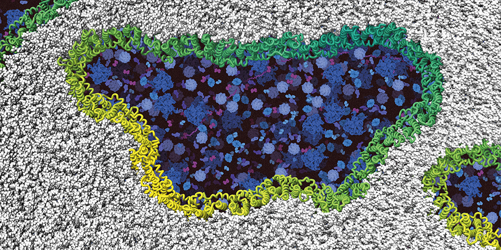 Ninjurin-1 Proteine (grün/gelb) lagern sich zusammen und reissen Löcher in die Zellmembran (grau)