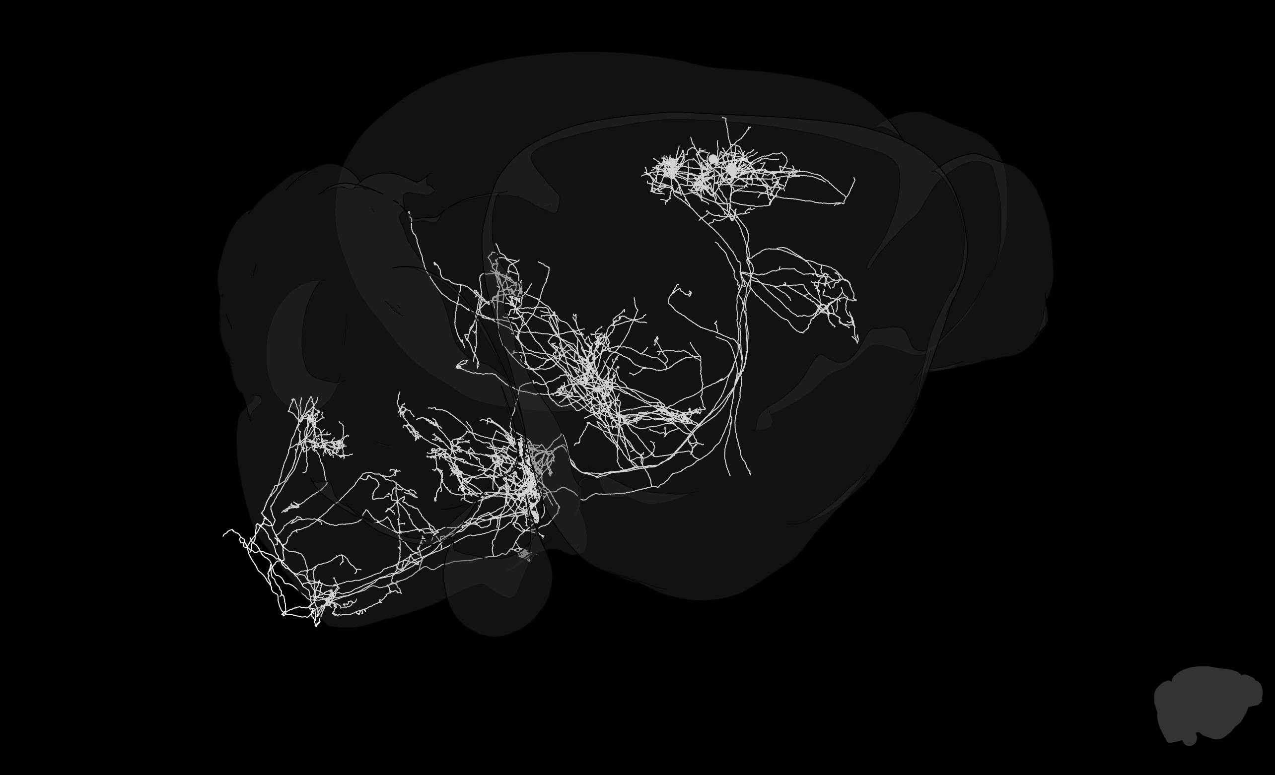 Single neurons in the motor cortex located in different subregions shown in different colors.