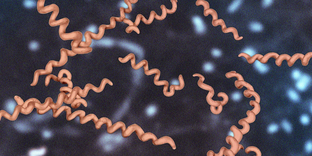 3D illustration of Leptospira, spiral-shaped bacteria causing leptospirosis. (Adobe Stock)